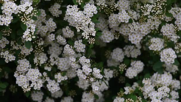 Flores Blancas Jardín Lluvia — Vídeo de stock