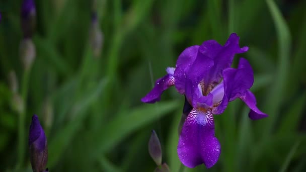 Iris fleur jardin d'été  