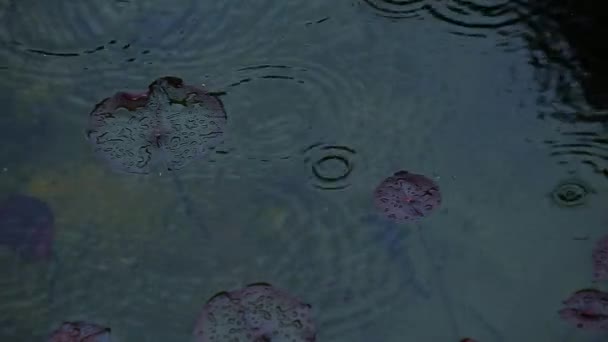 Water Lily Rain Drops — Stock Video