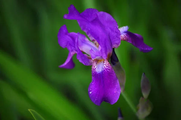 Iris Virágos Nyári Kert — Stock Fotó