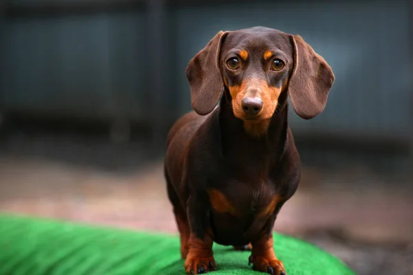 Dachshund Dog Jardim Verão — Fotografia de Stock