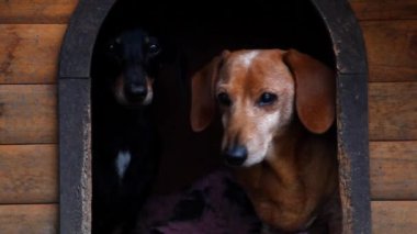 Dachshund Köpek Yaz Bahçesi