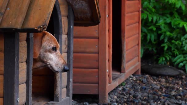 Tax Hund Sommarträdgård — Stockvideo