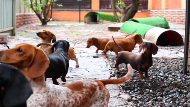 Ogród Letni Jamnik Pies — Wideo stockowe
