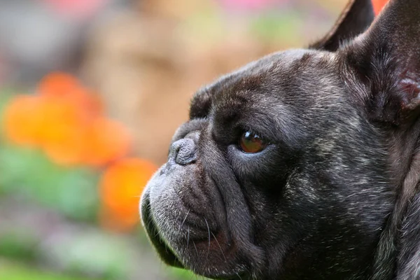 Czarny French Bulldog Ogród — Zdjęcie stockowe