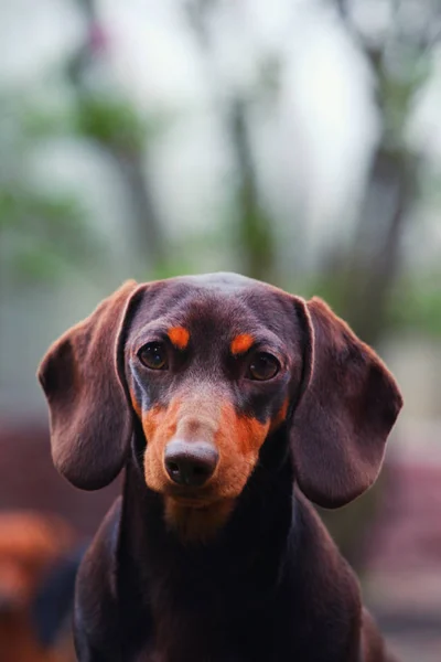 Dachshund Dog Jardim Verão — Fotografia de Stock