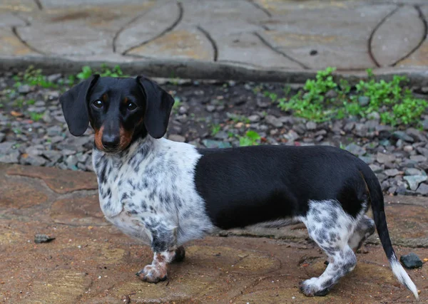 Dackel Hund Sommergarten — Stockfoto