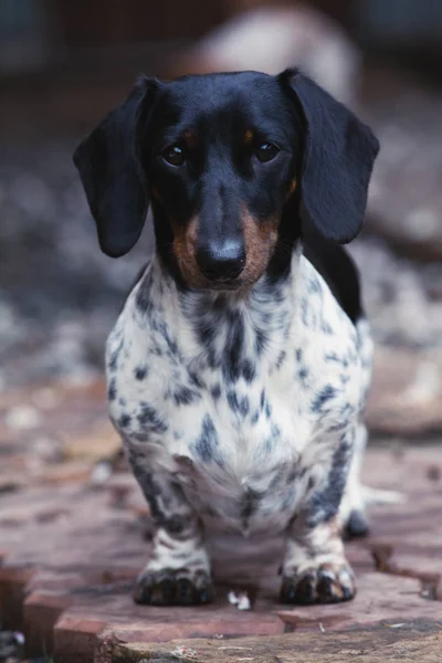 Dachshund Dog Jardim Verão — Fotografia de Stock