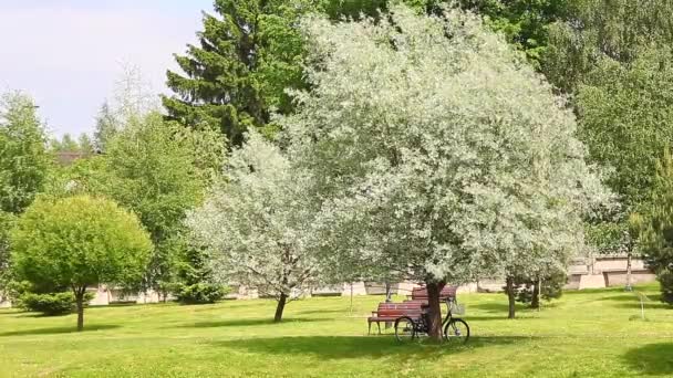 夏の公園の木製ベンチ — ストック動画