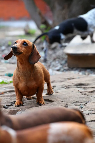 Teckel Hond Zomertuin Zeepbellen — Stockfoto