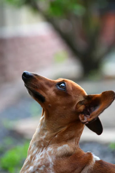ダックスフント犬サマー ガーデン シャボン玉 — ストック写真