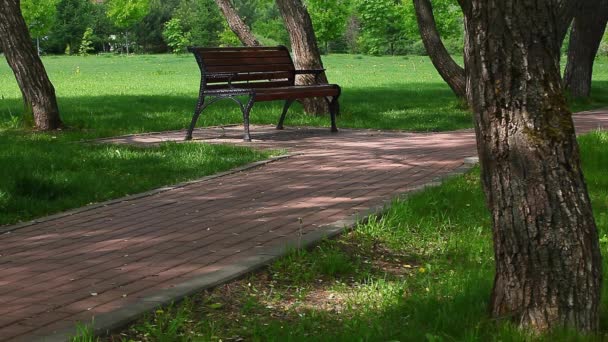 Summer Park Wooden Bench — Stock Video