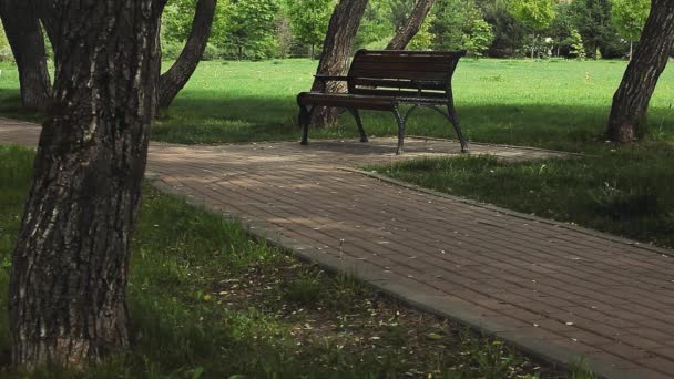 Ξύλινο Παγκάκι Στο Πάρκο Καλοκαίρι — Αρχείο Βίντεο