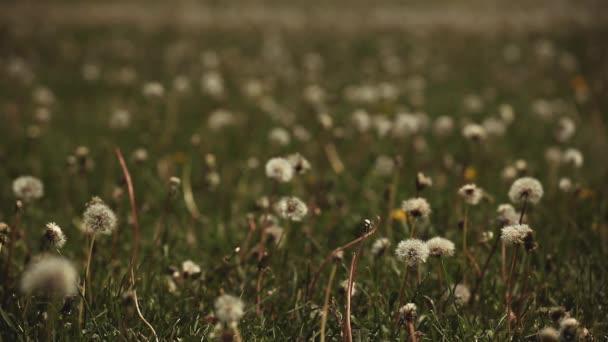 Paardebloem Plant Zomerseizoen — Stockvideo