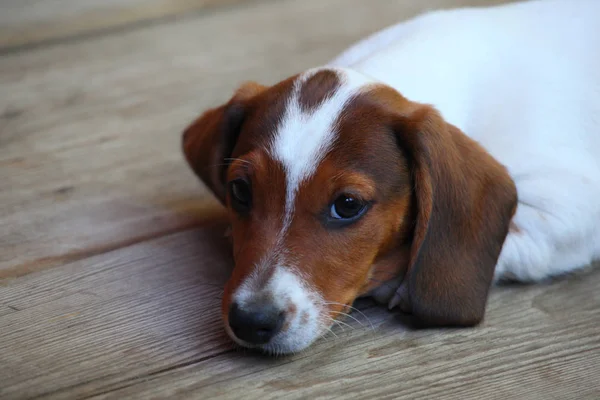 Dackel Hund Sommergarten — Stockfoto