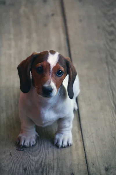 Dackel Hund Sommergarten — Stockfoto