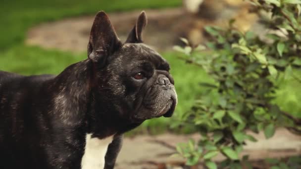 Jardín Bulldog Francés Negro — Vídeo de stock