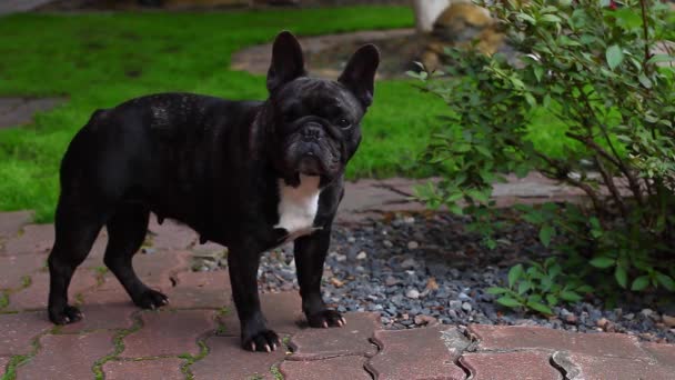 Schwarzer Französischer Bulldoggengarten — Stockvideo