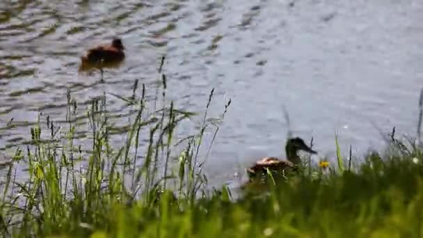 Patos Temporada Verano Lago — Vídeo de stock