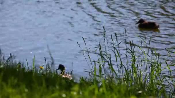 Kaczki Lato Sezon Jezioro — Wideo stockowe