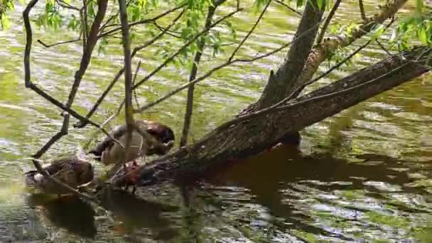 Patos Temporada Verano Lago — Vídeos de Stock