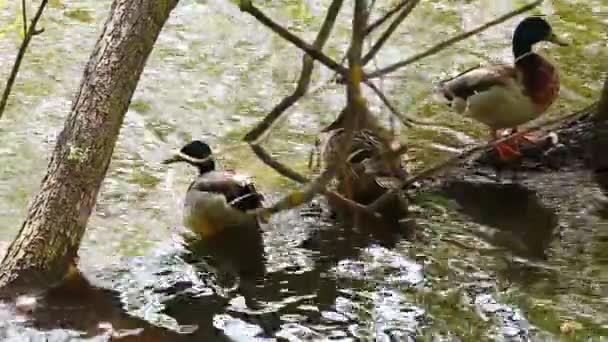 Eenden Zomer Seizoen Lake — Stockvideo