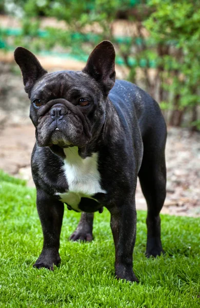 Czarny French Bulldog Ogród — Zdjęcie stockowe