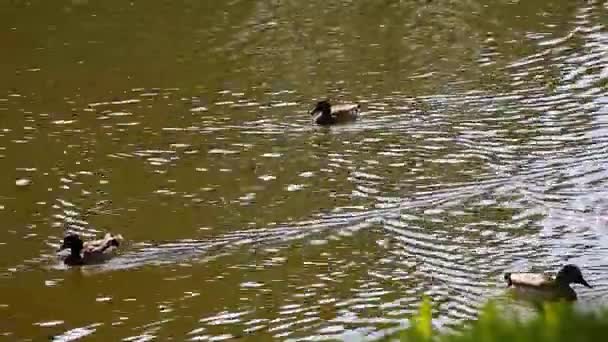 Ducks Summer Season Lake — Stock Video