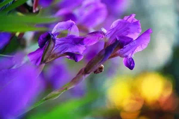 Iris Fleur Jardin Été — Photo
