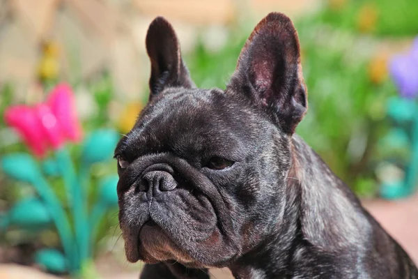 Czarny French Bulldog Ogród — Zdjęcie stockowe