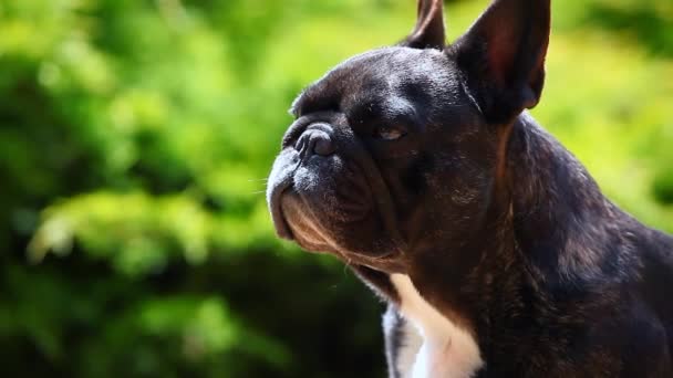 Schwarzer Französischer Bulldoggengarten — Stockvideo