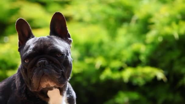 Siyah Fransız Bulldog Bahçe — Stok video