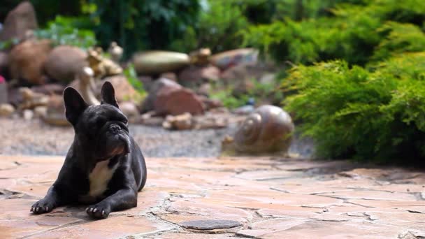 Schwarzer Französischer Bulldoggengarten — Stockvideo