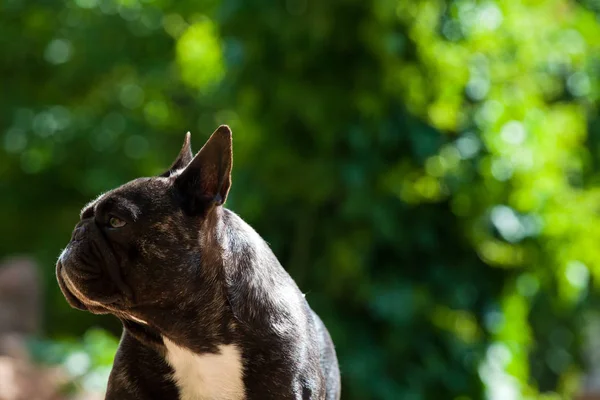 Czarny French Bulldog Ogród — Zdjęcie stockowe