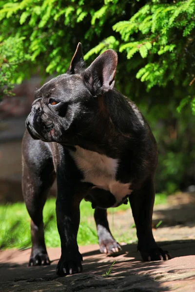 Black French Bulldog Garden — Stock Photo, Image