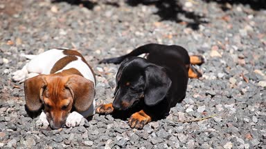 Dachshund Köpek Yaz Bahçesi