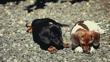 Dachshund Köpek Yaz Bahçesi