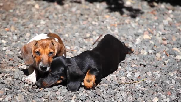 Dachshund Dog Giardino Estivo — Video Stock