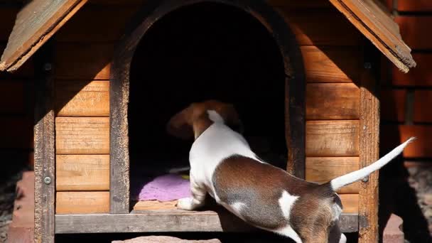 Teckel Hond Zomertuin — Stockvideo