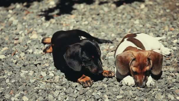 Dachshund Dog Jardim Verão — Vídeo de Stock