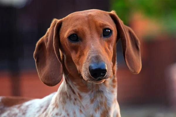 Dachshund Dog Giardino Estivo — Foto Stock