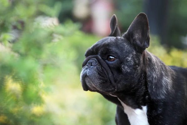 Czarny French Bulldog Ogród — Zdjęcie stockowe