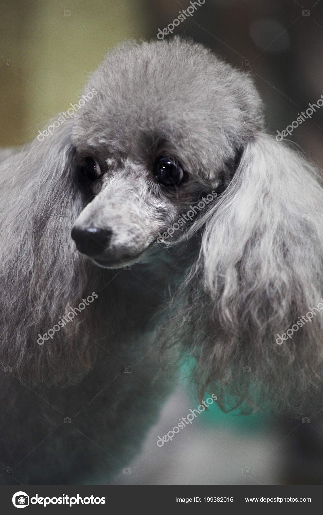Photos Toy Poodle Cut Hairstyle Poodle Hairstyle Groomer