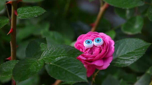 Ροζ Τριαντάφυλλο Καλοκαιρινός Κήπος — Αρχείο Βίντεο