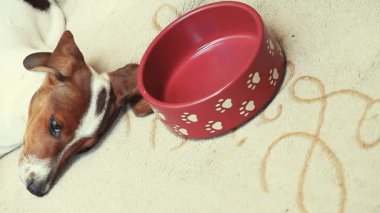 Dachshund Köpek Yaz Bahçesi
