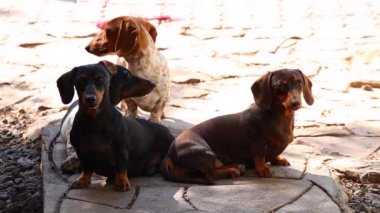 Dachshund Köpek Yaz Bahçesi