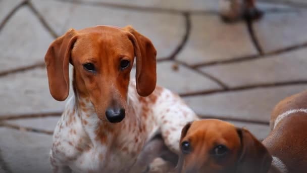 Dachshund Dog Jardín Verano — Vídeo de stock