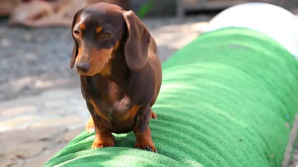 Dachshund Dog Jardim Verão — Vídeo de Stock