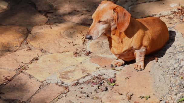 ダックスフント犬の夏の庭 — ストック動画