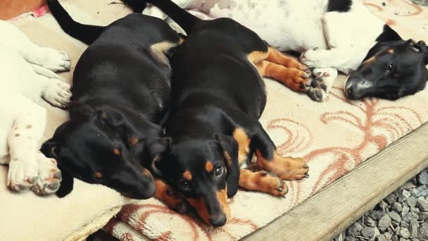 Dachshund Dog Jardim Verão — Vídeo de Stock